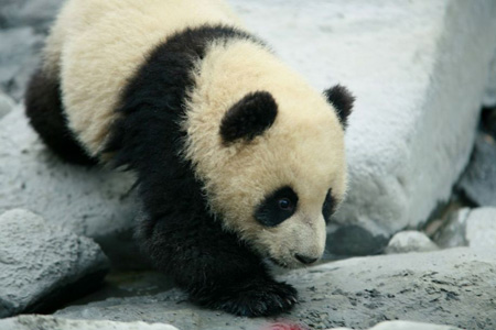 Trail of the Panda