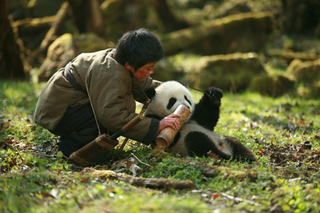 Trail of the Panda