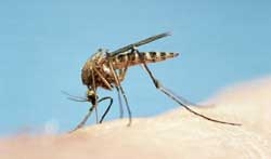 ชิคุนกุนยา ยุงลาย