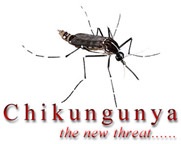 ชิคุนกุนยา ยุงลาย