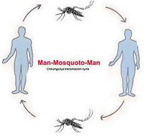 ชิคุนกุนยา ยุงลาย