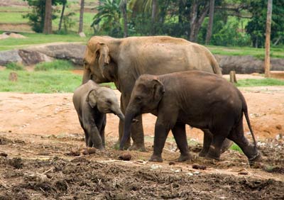 โรคหอบหืด รกช้าง โรคหอบหืด รกช้าง