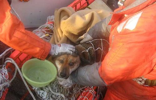 ข่าวสึนามิญี่ปุ่น