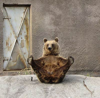 หมีเล่นโยคะ