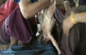 หมอแสงเดือน