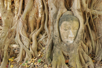 เศียรพระในต้นโพธิ์ วัดมหาธาตุ เศียรพระในต้นโพธิ์ วัดมหาธาตุ