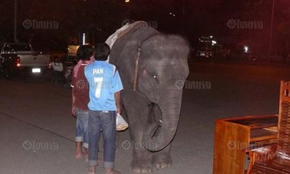 ช้างเร่ร่อน