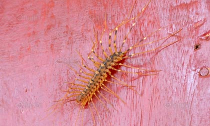 แมลงประหลาด