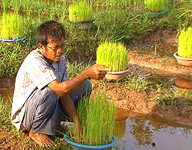 ตุ๊หล่าง แก่นคำหล้า พิลาน้อย