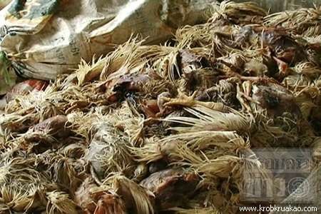 ไก่เน่า