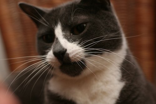 Sockington เหมียวจอมทวีต
