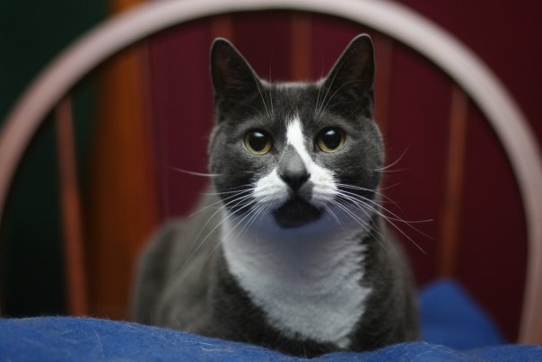 Sockington เหมียวจอมทวีต