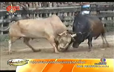 วัวชน วัวชน