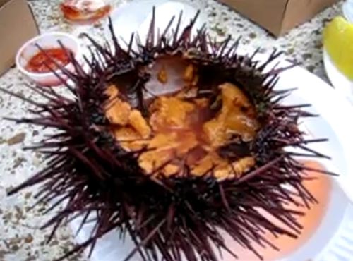 ซาชิมิ เมนูมีชีวิตสุดสยองจากญี่ปุ่น ซาชิมิ เมนูมีชีวิตสุดสยองจากญี่ปุ่น