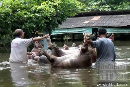เตือนหมูจมน้ำตาย อย่านำมากิน-มีแผลห้ามลุยน้ำ เตือนหมูจมน้ำตาย อย่านำมากิน-มีแผลห้ามลุยน้ำ