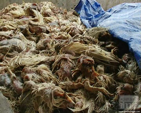 ไก่เน่า