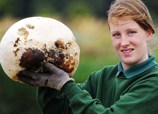 เห็ดยักษ์ เห็ดยักษ์