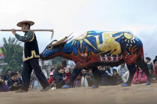 จีนจัดเทศกาลเพ้นท์ควายนานาชาติ