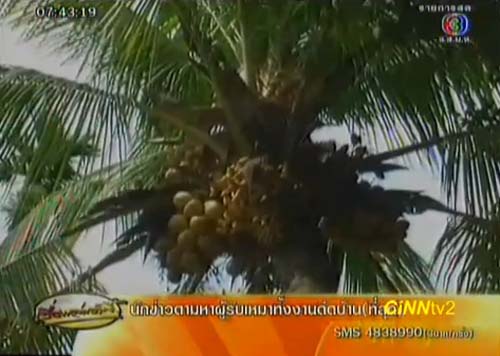 เป็นงง! มะพร้าวประหลาดออกลูกเป็นกล้วย