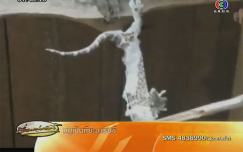 ตุ๊กแกห้อยหัว