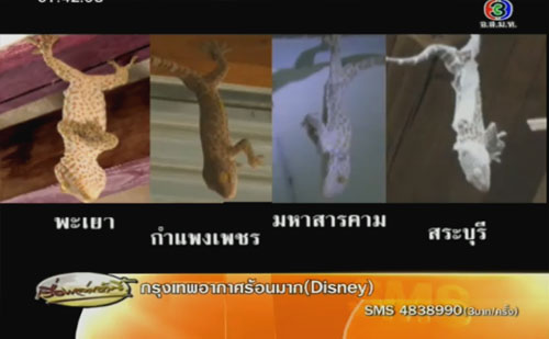 ตุ๊กแกห้อยหัว