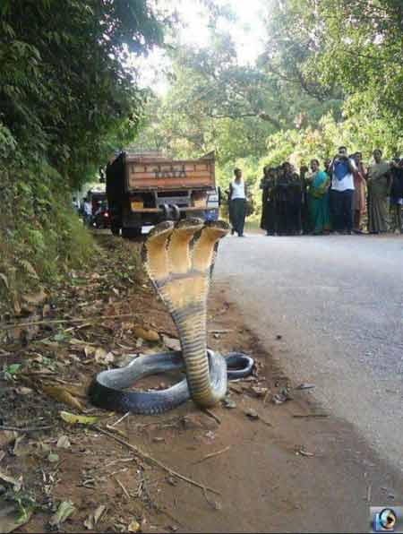 งูสามหัว