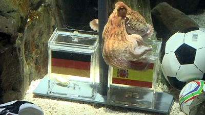 ปลาหมึกพอล