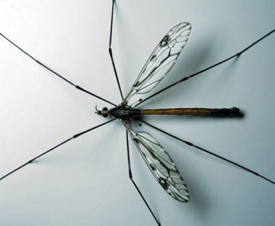 แมลงวันขายาว