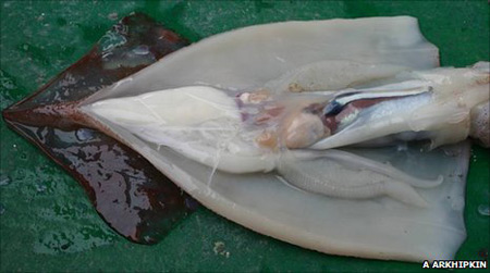 ปลาหมึก