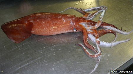 ปลาหมึก