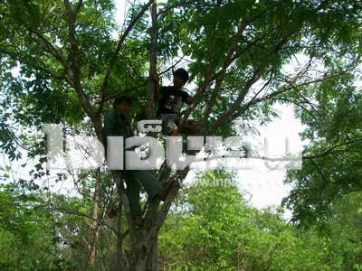 ชาวบ้านพบเสือ 2 ตัว - ผู้ว่าฯ ตาก วอนอย่าล่า