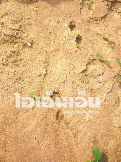 ชาวบ้านพบเสือ 2 ตัว - ผู้ว่าฯ ตาก วอนอย่าล่า