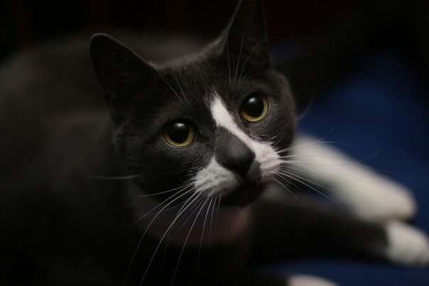 Sockington เหมียวจอมทวีต