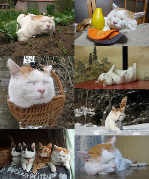 Shironeko (แมว)เน็ตไอดอล