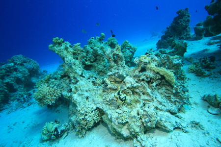 ปะการังฟอกขาว