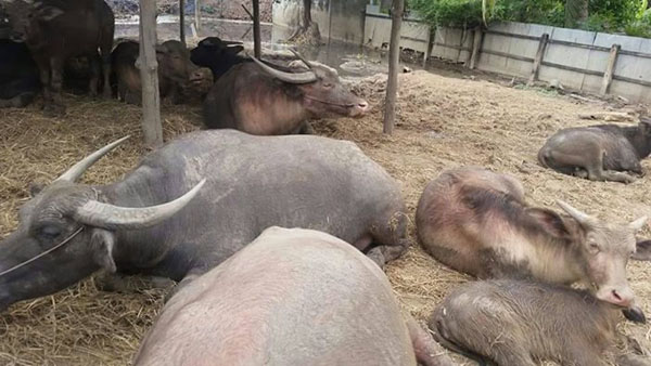 บิณฑ์ บรรลือฤทธิ์ วอนคนใจบุญ ร่วมบริจาคเงินไถ่ชีวิตควายไทย บิณฑ์ บรรลือฤทธิ์ วอนคนใจบุญ ร่วมบริจาคเงินไถ่ชีวิตควายไทย