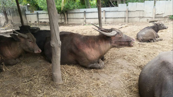 บิณฑ์ บรรลือฤทธิ์ วอนคนใจบุญ ร่วมบริจาคเงินไถ่ชีวิตควายไทย บิณฑ์ บรรลือฤทธิ์ วอนคนใจบุญ ร่วมบริจาคเงินไถ่ชีวิตควายไทย