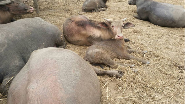 บิณฑ์ บรรลือฤทธิ์ วอนคนใจบุญ ร่วมบริจาคเงินไถ่ชีวิตควายไทย บิณฑ์ บรรลือฤทธิ์ วอนคนใจบุญ ร่วมบริจาคเงินไถ่ชีวิตควายไทย