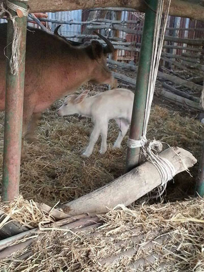 บิณฑ์ บรรลือฤทธิ์ วอนคนใจบุญ ร่วมบริจาคเงินไถ่ชีวิตควายไทย บิณฑ์ บรรลือฤทธิ์ วอนคนใจบุญ ร่วมบริจาคเงินไถ่ชีวิตควายไทย