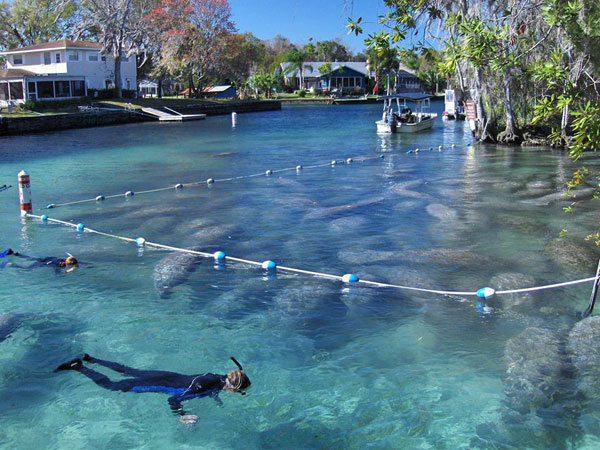 ฝูงแมนนาทีอ้วนกลมบุกบ่อน้ำพุร้อน