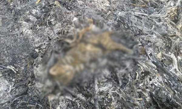 ชาวเน็ตแชร์ภาพแมวดาว ถูกไฟป่าคลอกดับ ชาวเน็ตแชร์ภาพแมวดาว ถูกไฟป่าคลอกดับ