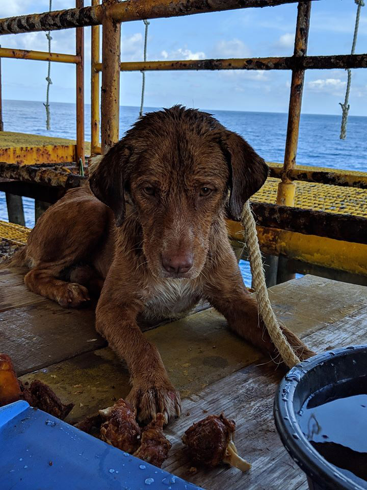 หมาติดแท่นขุดเจาะน้ำมัน หมาติดแท่นขุดเจาะน้ำมัน