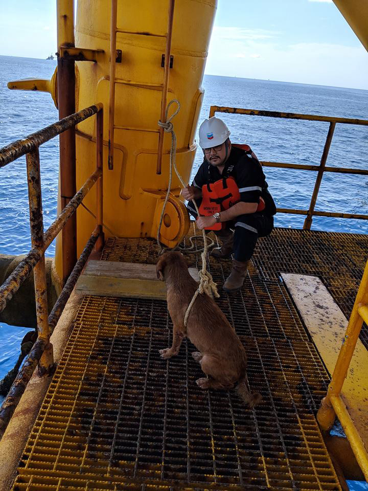 หมาติดแท่นขุดเจาะน้ำมัน หมาติดแท่นขุดเจาะน้ำมัน