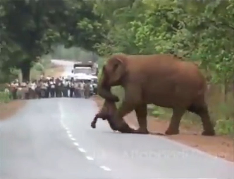 ช้างตาย ช้างตาย