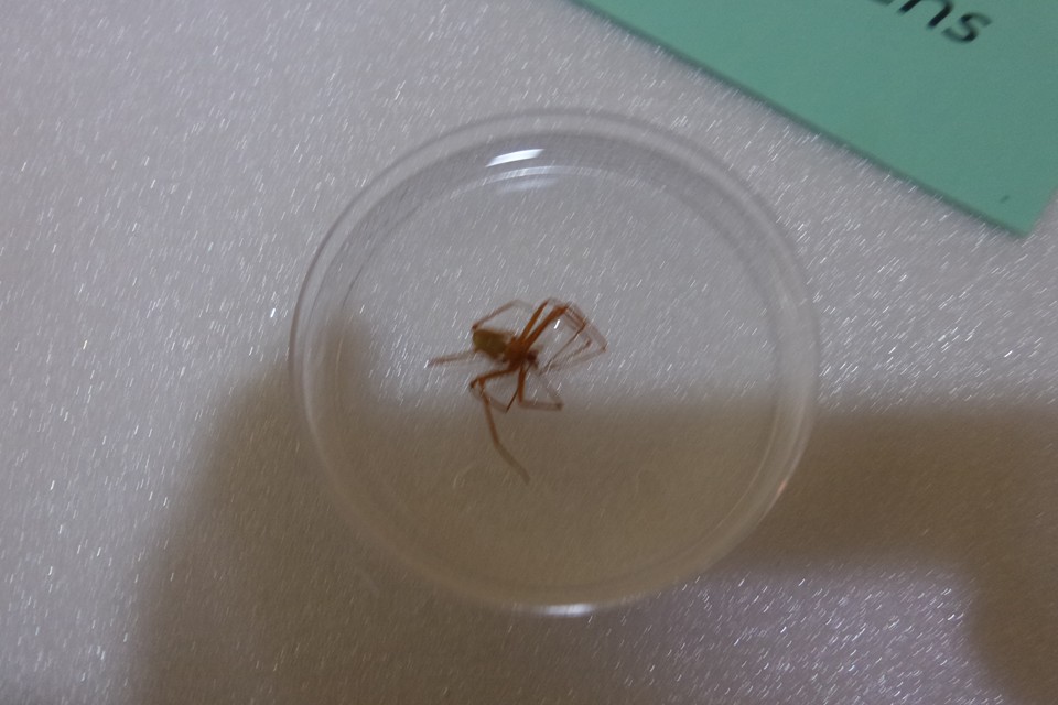 แมงมุมสันโดษเมดิเตอร์เรเนียน