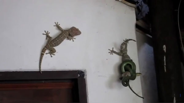 คลิปงูเขียวรัดตุ๊กแก คลิปงูเขียวรัดตุ๊กแก