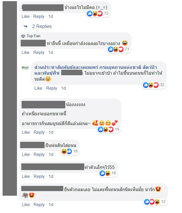 ช้างป่า ช้างป่า