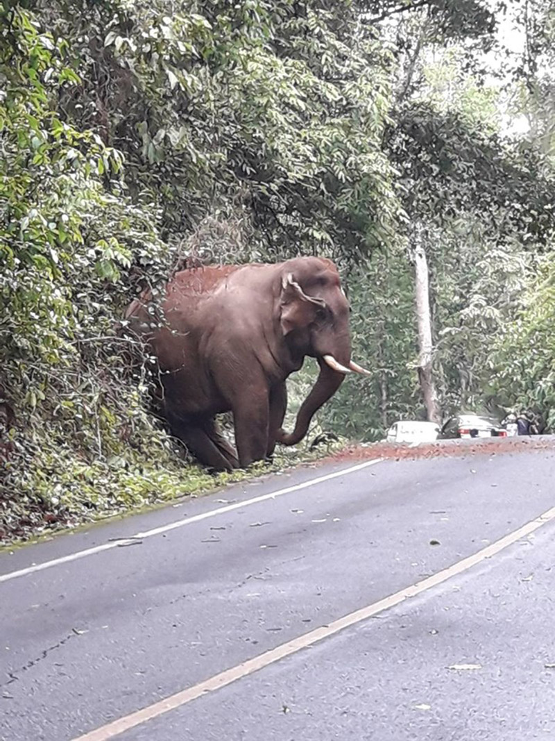 ช้างป่า ช้างป่า