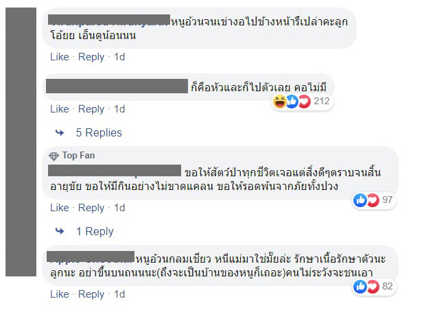 ช้างป่า ช้างป่า