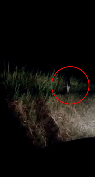 ผีกองกอย ผีกองกอย